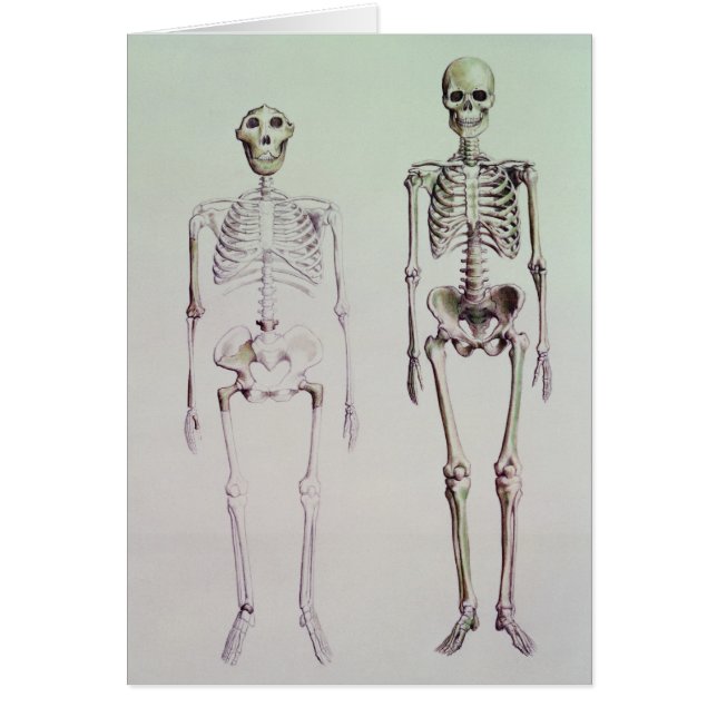 Esqueletos del australopiteco Boisei (Frente)