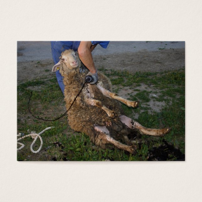 Esquivamiento de ovejas (Frente)