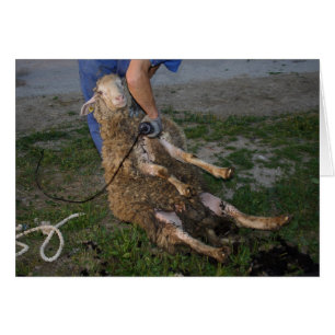 Esquivamiento de ovejas