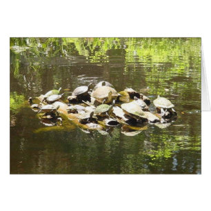 establecimiento de una red de la tortuga