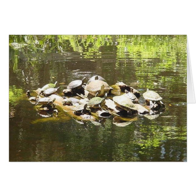 establecimiento de una red de la tortuga (Anverso (Horizontal))