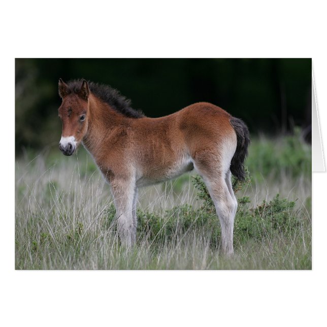 Estacionamiento del pie de los carros (Anverso (Horizontal))