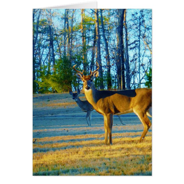 Estadio/Deer Buck, cielo azul brillante (Frente)