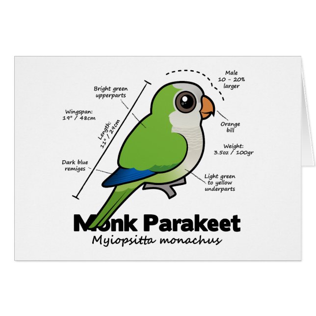 Estadísticas del Parakeet del monje (Anverso (Horizontal))