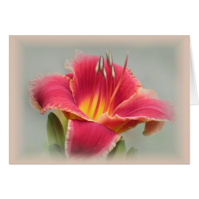 Estado de ánimo de Lily - Daylily (Anverso (Horizontal))
