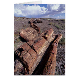 Estados Unidos, Arizona, Parque Nacional del Bosqu