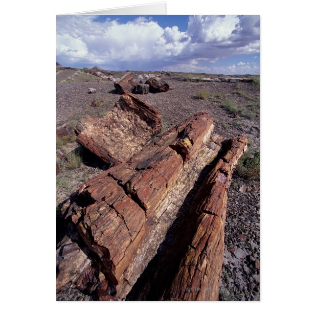 Estados Unidos, Arizona, Parque Nacional del Bosqu (Frente)