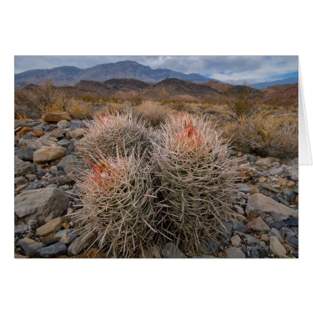Estados Unidos, California, Cactus en el desierto (Anverso (Horizontal))