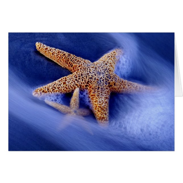 Estados Unidos, Carolina del Sur, isla Hilton Head (Anverso (Horizontal))