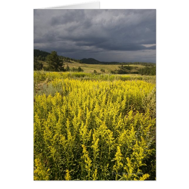 Estados Unidos, Dakota del Sur, Flores y tormenta (Frente)
