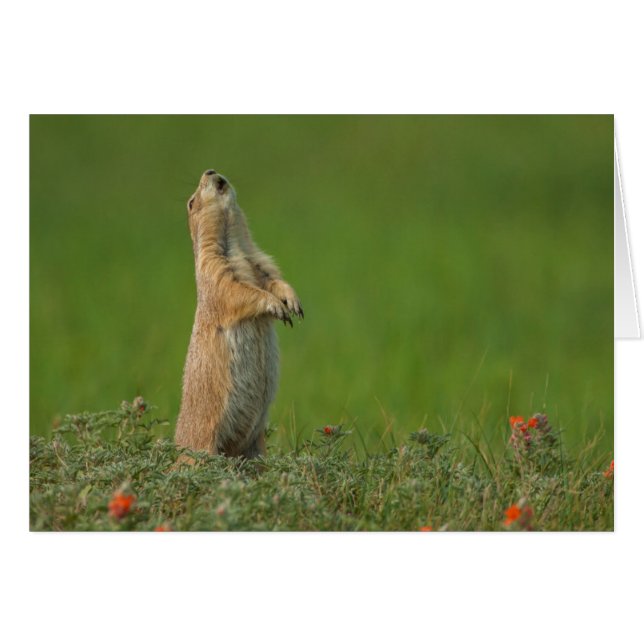 Estados Unidos, Dakota del Sur, Parque Estatal Cus (Anverso (Horizontal))