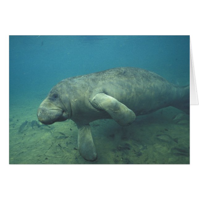 Estados Unidos, FL, Manatee (Anverso (Horizontal))