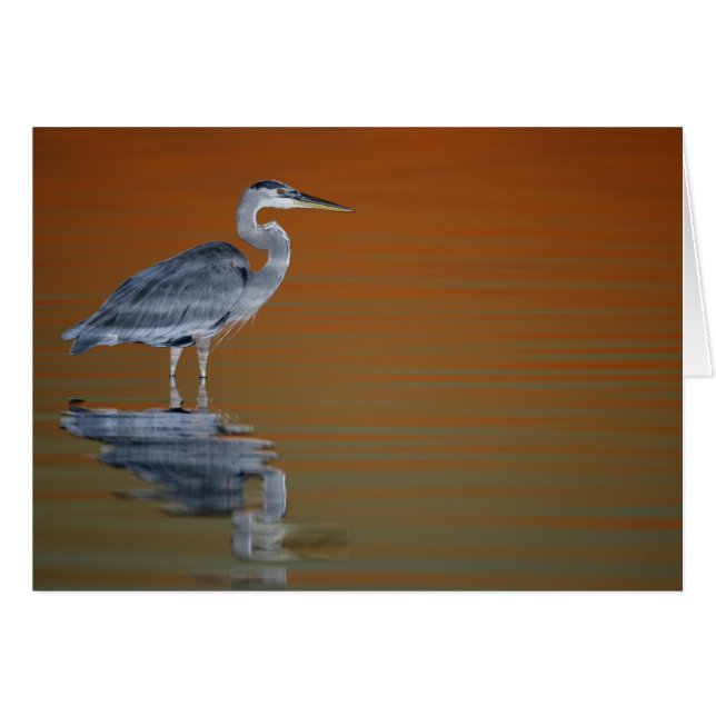 Estados Unidos, Florida, San Petersburgo, Fort De  (Anverso (Horizontal))