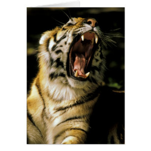 Estados Unidos, Michigan, Detroit. Zoológico de De