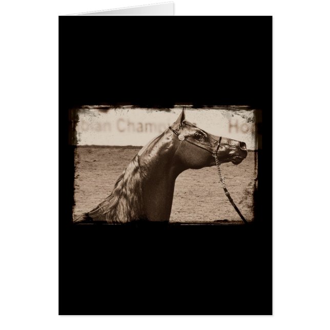 Estallión árabe de Sepia (Frente)