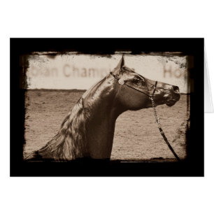 Estallión árabe de Sepia