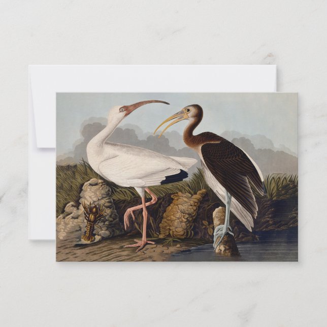 Estampa Clásica de Pájaro Ibis Blanco de John Jame (Anverso)