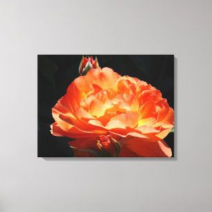 Estampados de arte fino de panel de rosa Decoració