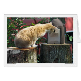 ¿Estás en casa? pregunta al gato