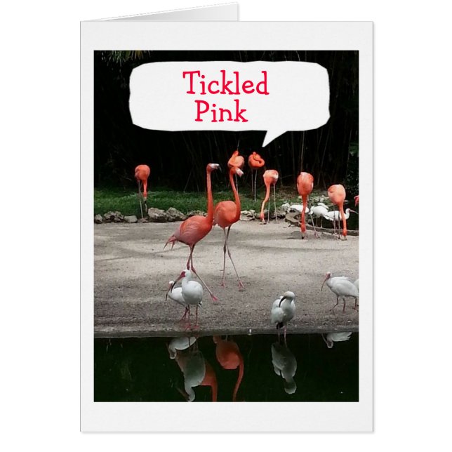 **ESTÁS RETIRANDO" LOS FLAMINGOS ESTÁN "RODADOS" (Frente)