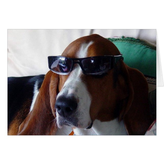 Este perro sabueso es un kat de kool (Anverso (Horizontal))