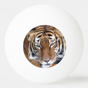 Este tigre se refiere a la pelota de Ping Pong