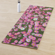 Everlastings daisies de papel, Australia Occidenta