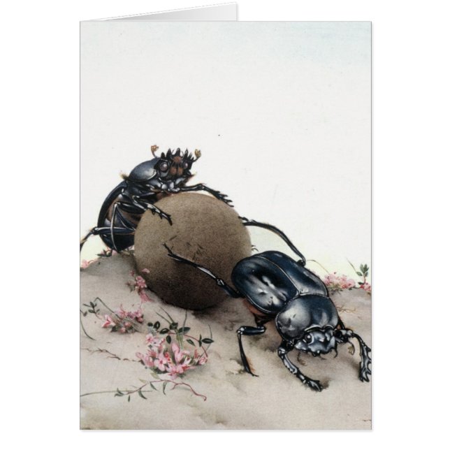 Estiércol Bettle (Frente)