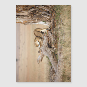 Estiramiento de la leona