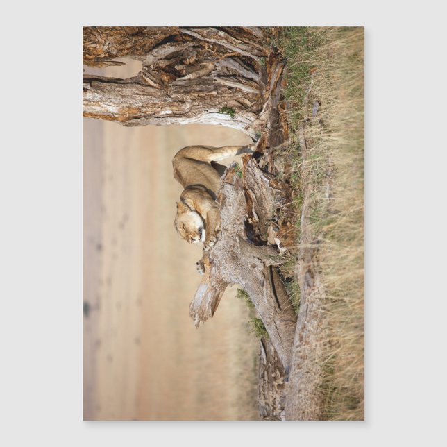 Estiramiento de la leona (Anverso)