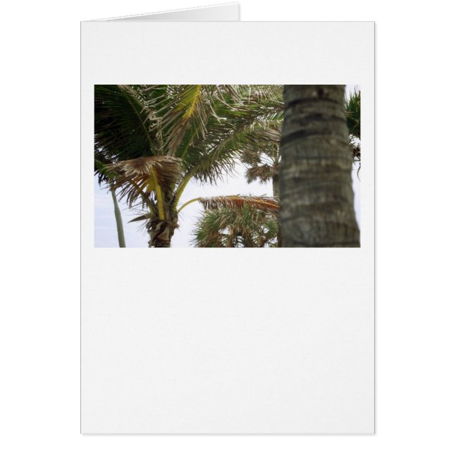 ¡Estoy en la hora de la isla! (Frente)