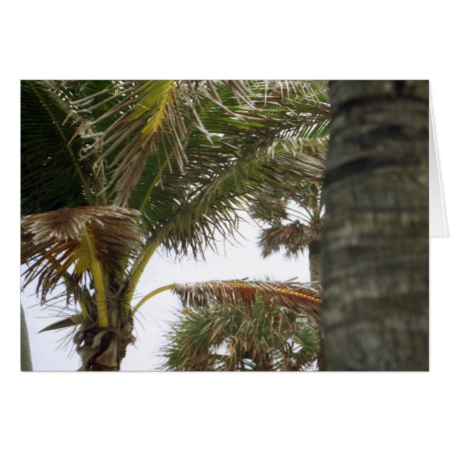 ¡Estoy en la hora de la isla! (Anverso (Horizontal))