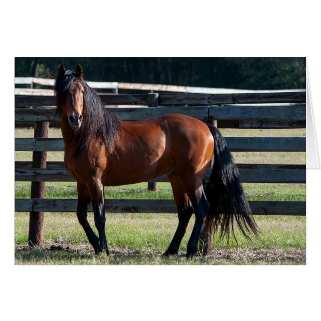 Estoy En Sexy (Anverso (Horizontal))