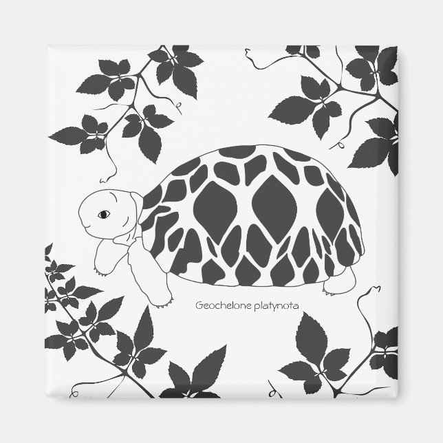 Estrella birmana bebé imán Tortoise (hojas bw) (Frente)