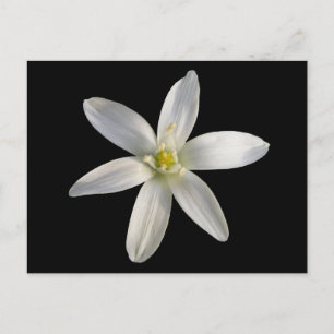 Estrella de Belén ~ postal