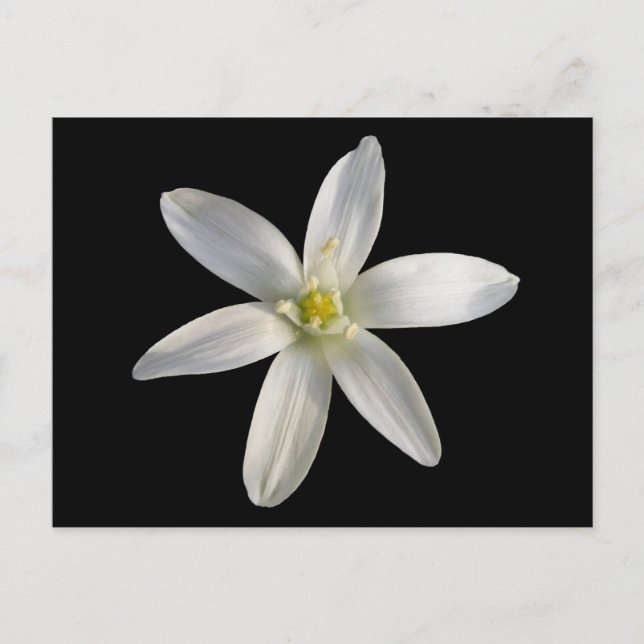Estrella de Belén ~ postal (Anverso)