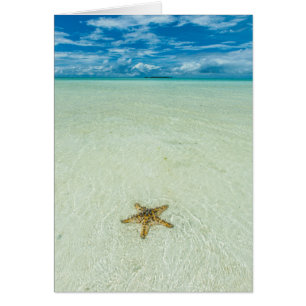 Estrella de mar en aguas poco profundas, Palau