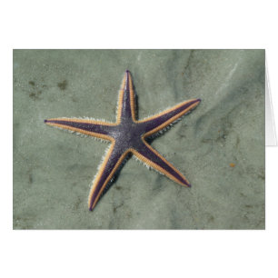 Estrella de mar morada Starfish en la playa