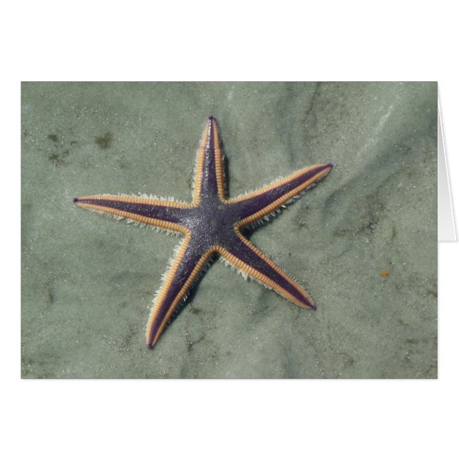 Estrella de mar morada Starfish en la playa (Anverso (Horizontal))