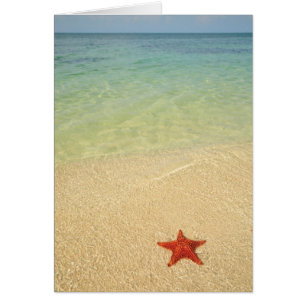 Estrella de mar roja del amortiguador el  