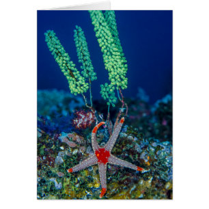 Estrella de mar y Tunicado