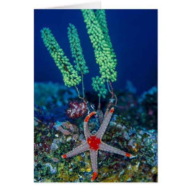 Estrella de mar y Tunicado (Frente)