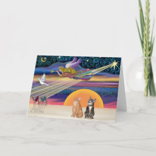 Estrella de Navidad - gatos tabby marrones y Naran
