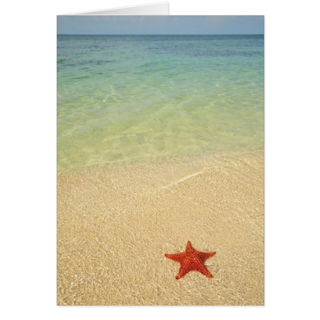 Estrella del Mar de la Cushia Roja | Trinidad, Cub (Frente)