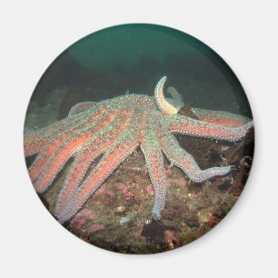 Estrella del mar del girasol - imán