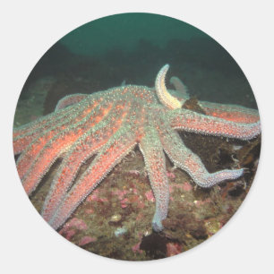 Estrella del mar del girasol - Pegatina