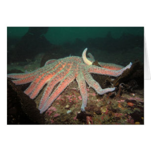 Estrella del mar del girasol - Tarjeta