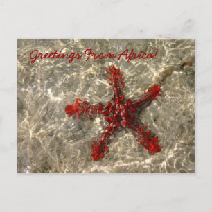 Estrella del Mar Rojo - Postal