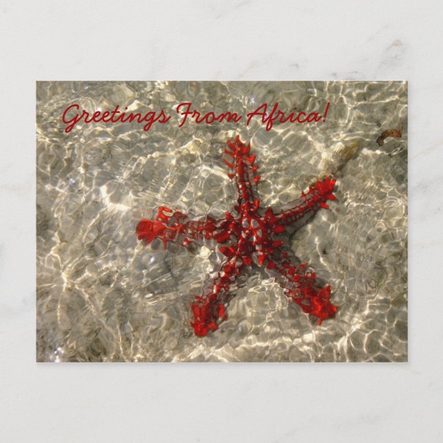 Estrella del Mar Rojo - Postal (Anverso)