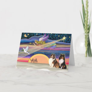 Estrella del Navidad - Sheepdog de Shetland (2)